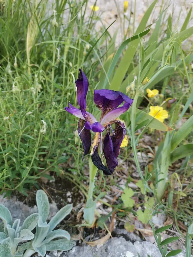 Two-flowered Iris