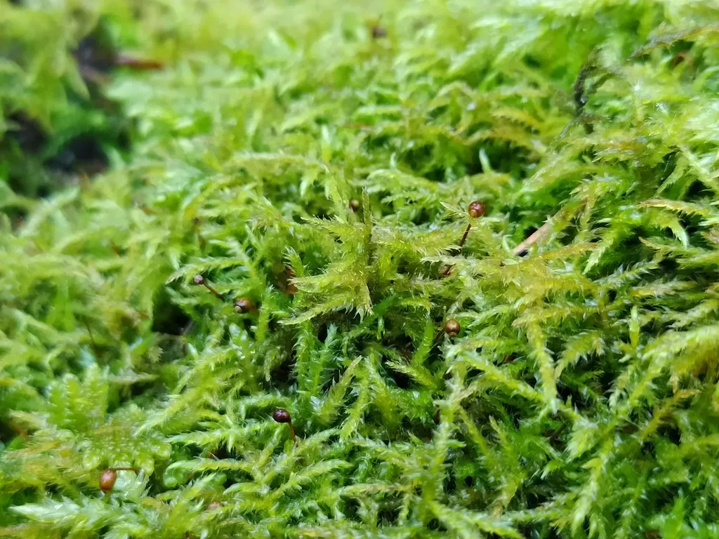 Starke's Ragged Moss