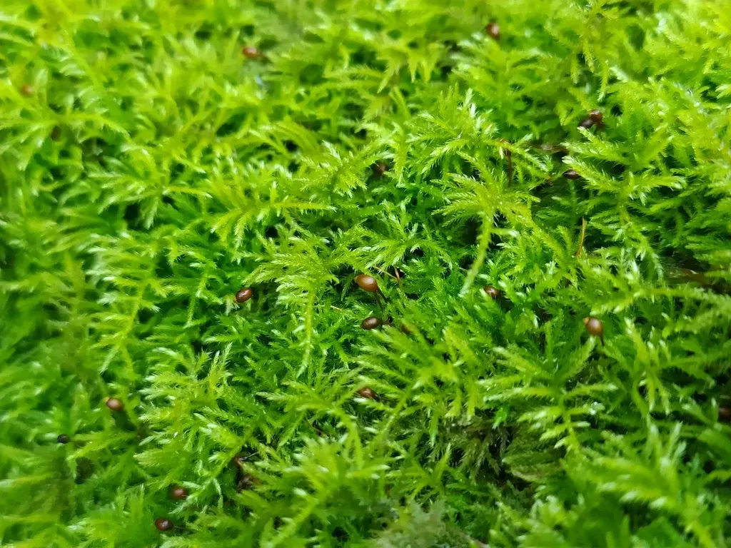 Cedar Moss