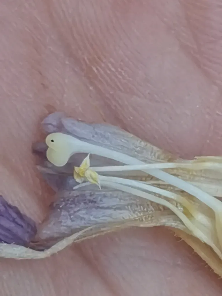 Phelipanche Schultzii