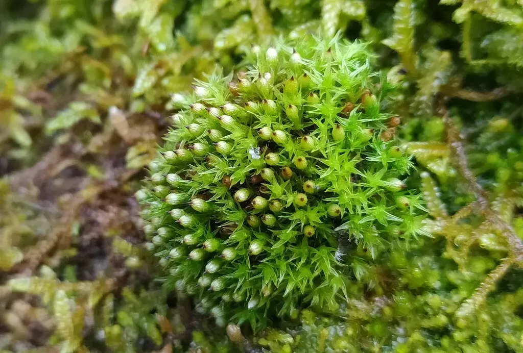 Straw Bristle-moss