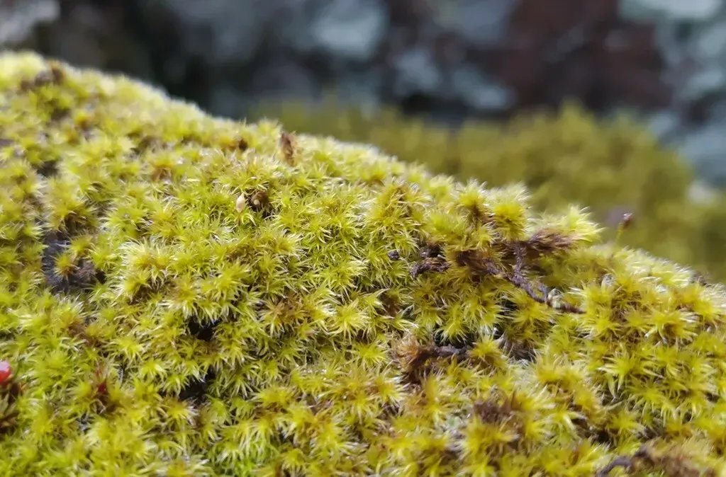 Racomitrium Microcarpon