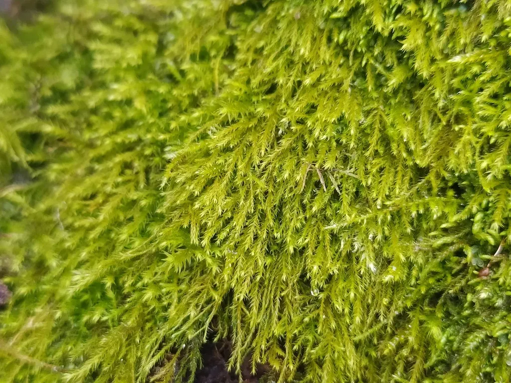 Long-leaved Tail-moss