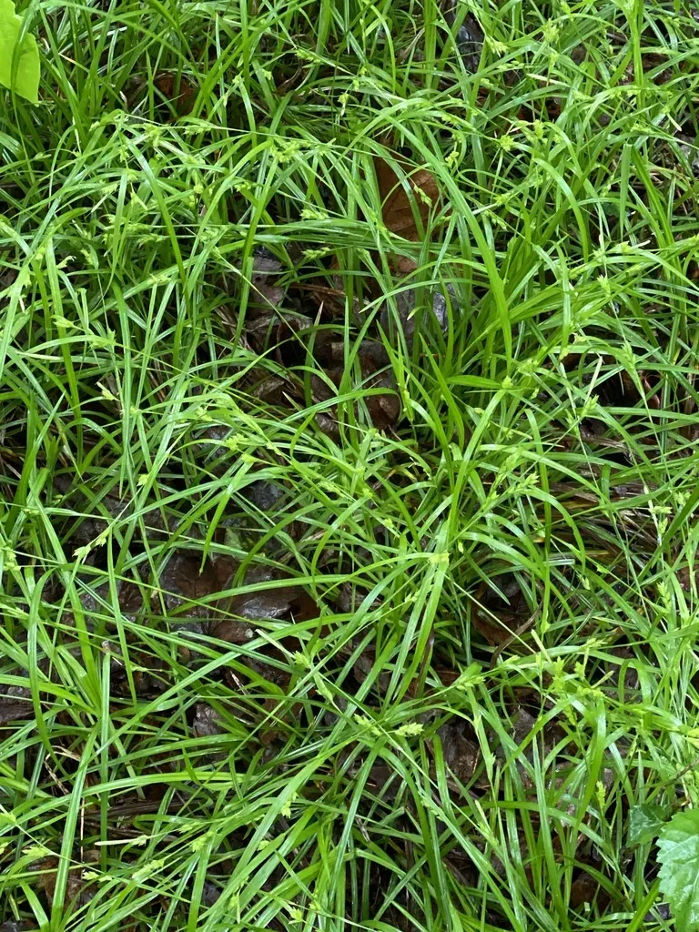 Eastern Narrow-leaved Sedge