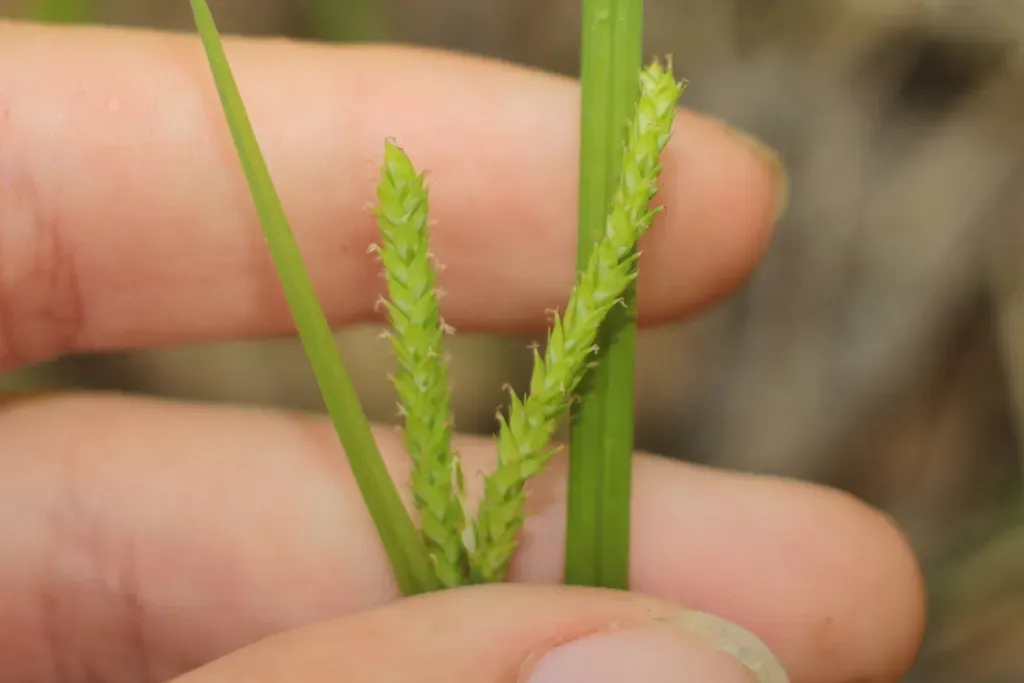 Drooping Sedge