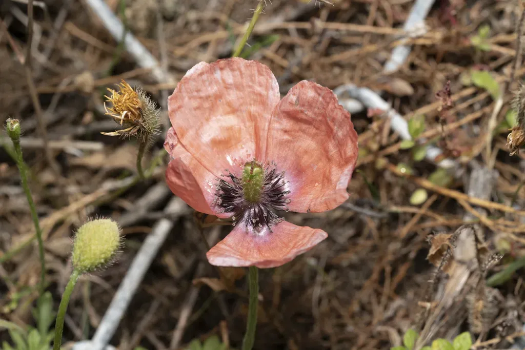 Black-spotted Prickly Poppy