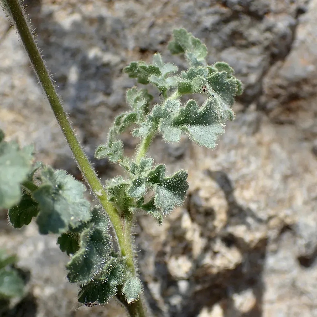 Sonoita Creek Scorpionweed