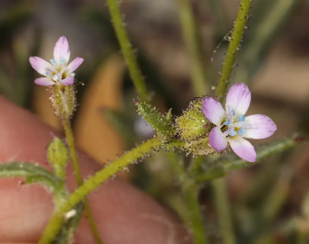 Transmontane Gilia