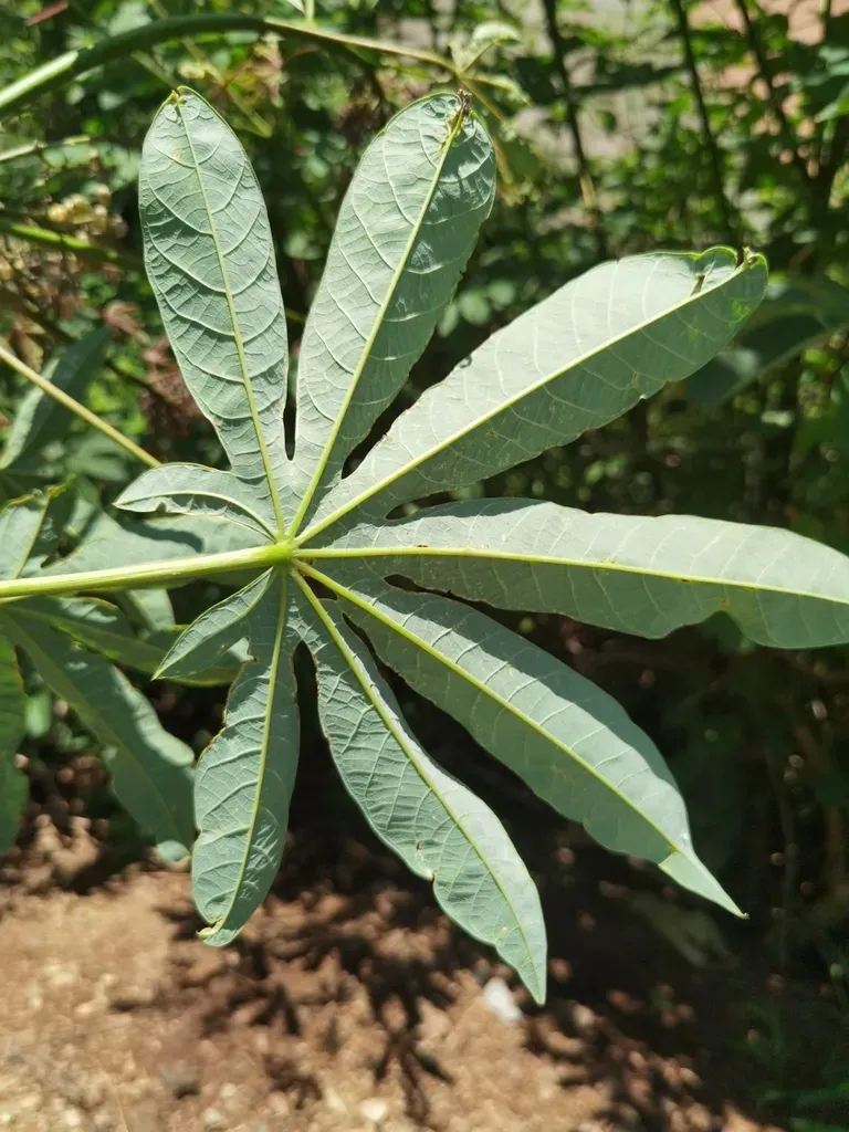 Manihot Aesculifolia