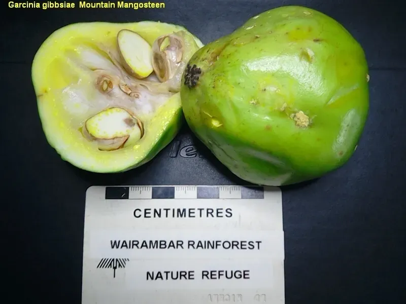 Garcinia Gibbsiae