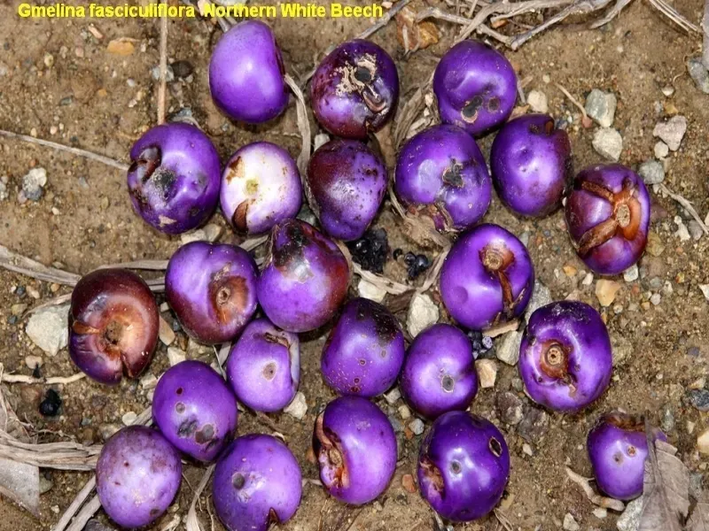 Gmelina Fasciculiflora