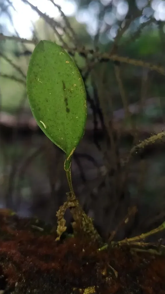 Trichosalpinx Egleri