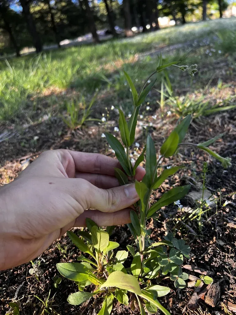 Arkansas Beardtongue