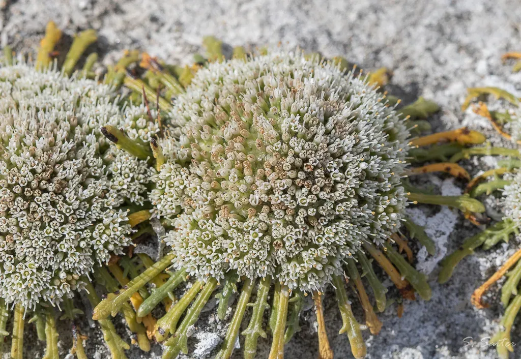 Gamocarpha Australis