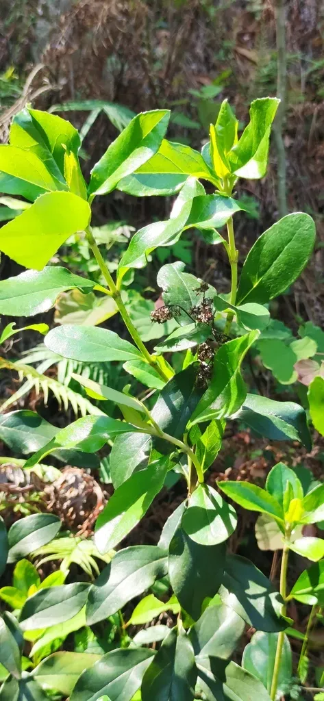 Ageratina Viburnoides