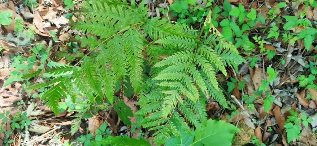 Mexican Chain Fern