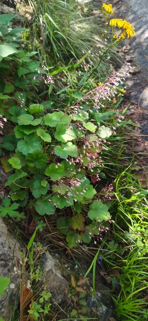 Heuchera Mexicana