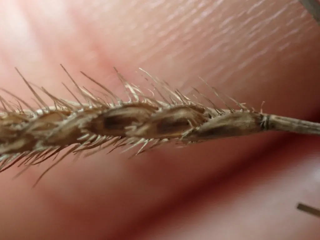 Eremochloa Zeylanica