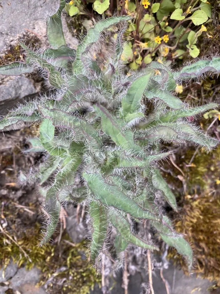 Longbeard Hawkweed