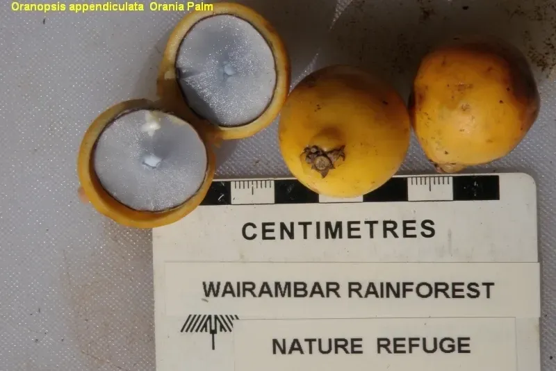 Oraniopsis Appendiculata