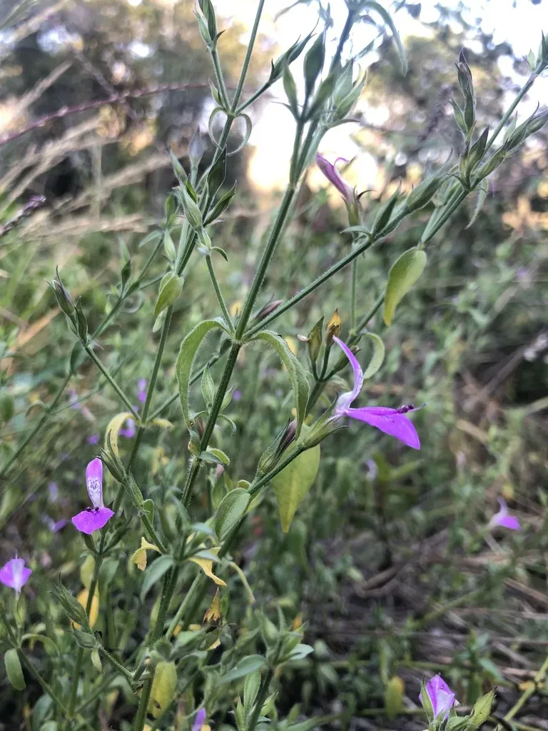 Dicliptera Eenii