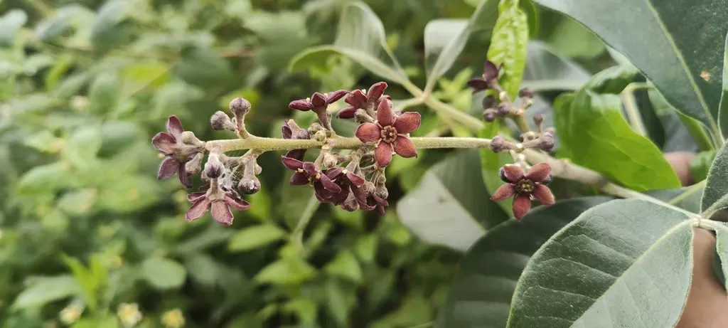 Esenbeckia Warscewiczii