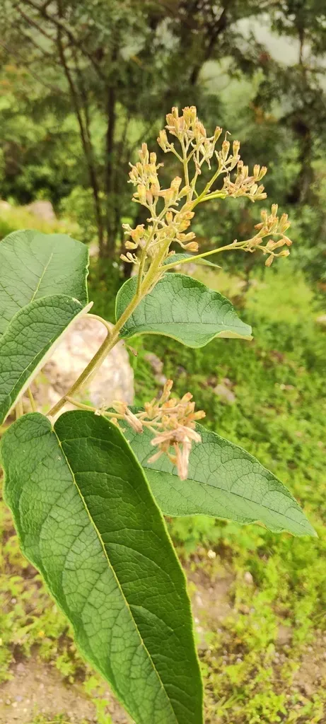 Ferreyranthus Verbascifolius