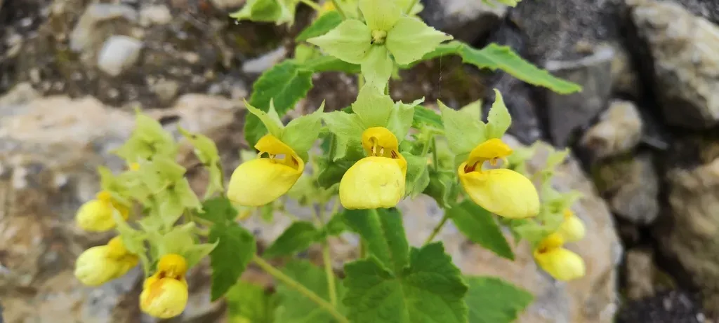 Calceolaria Calycina