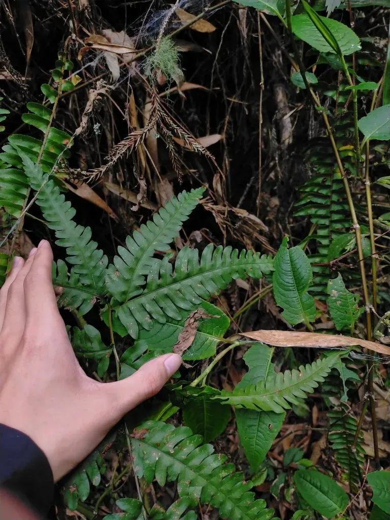 Pteris Tokioi