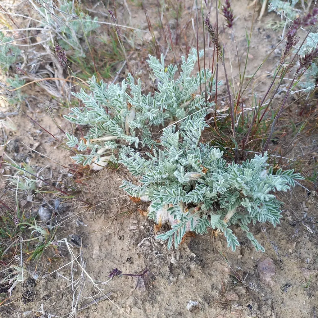 Astragalus Pallasii