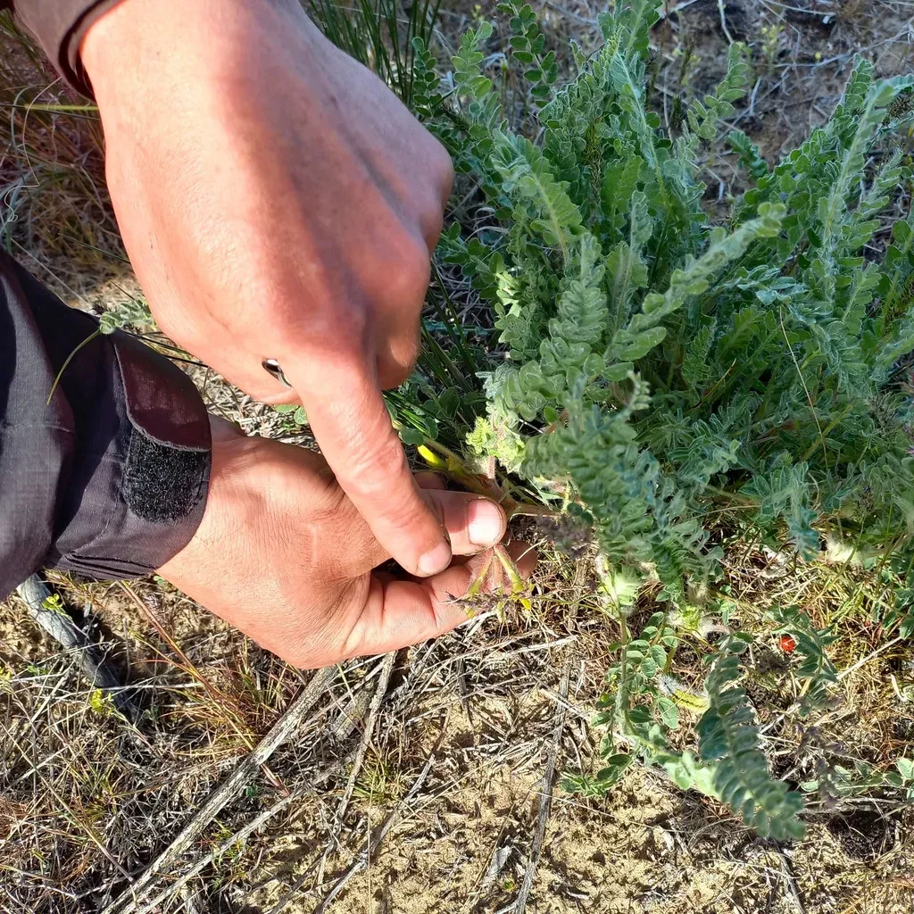 Astragalus Lanuginosus