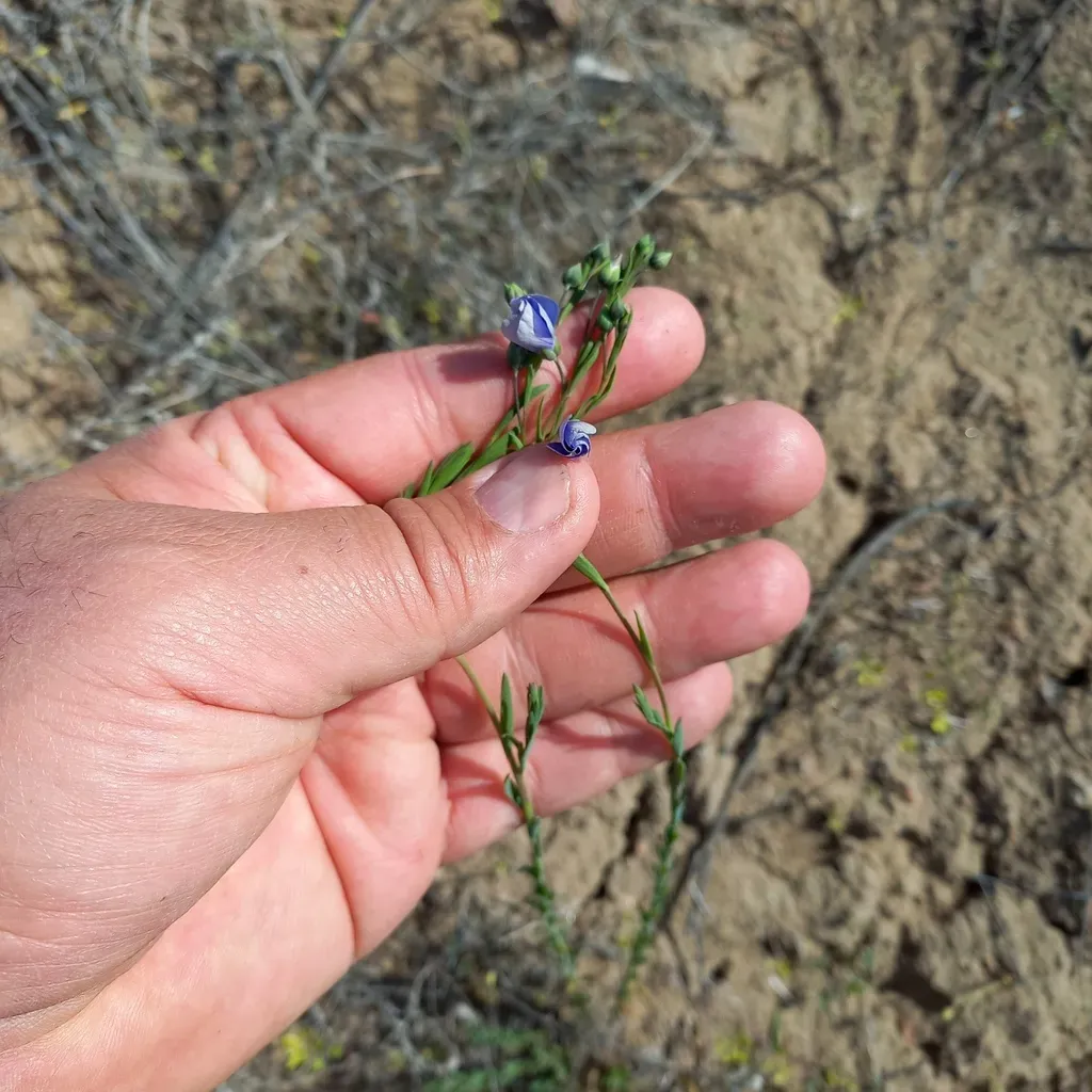 Linum Pallescens