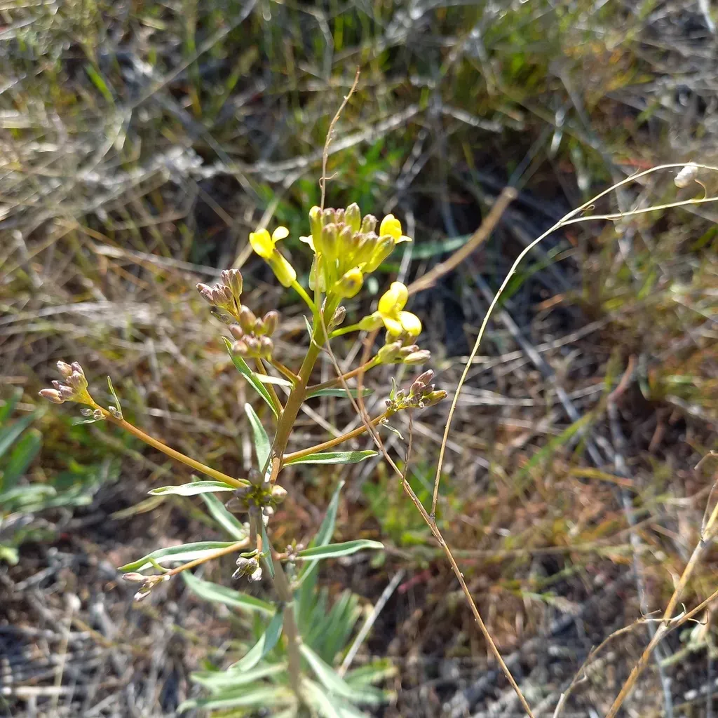 Erysimum Czernjajevii