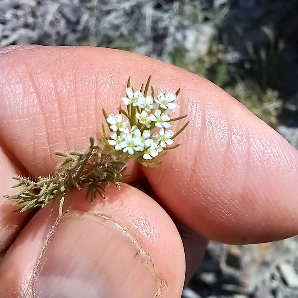 Scandix Stellata