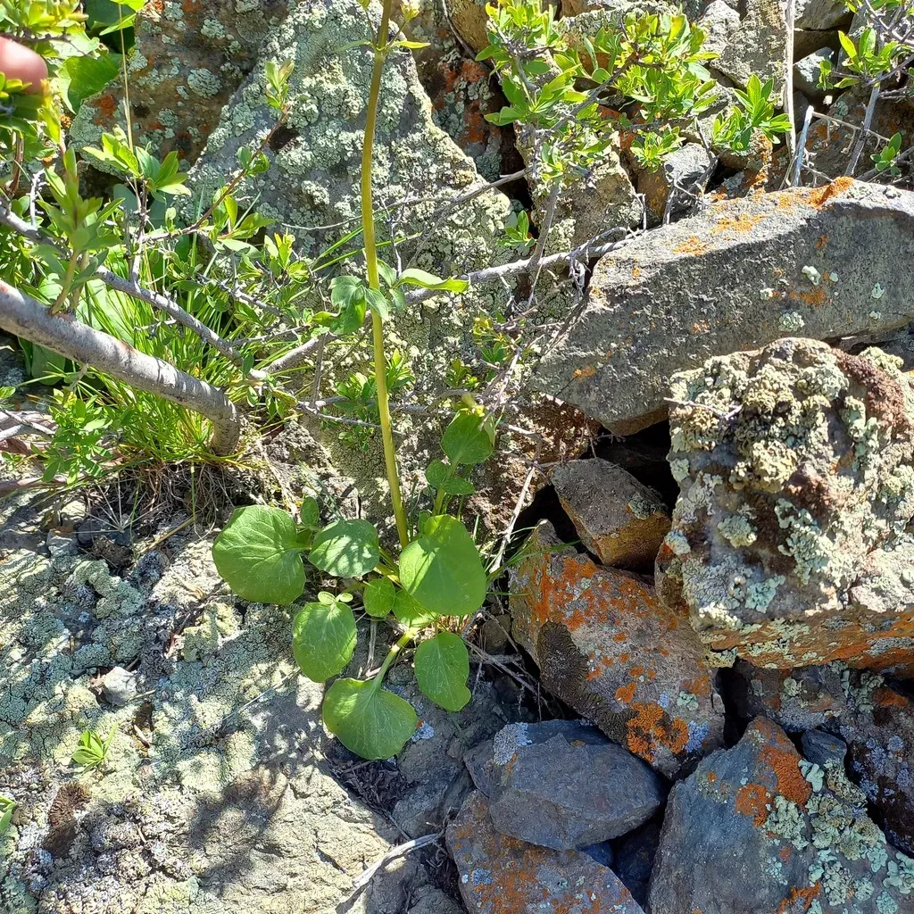 Valeriana Ficariifolia