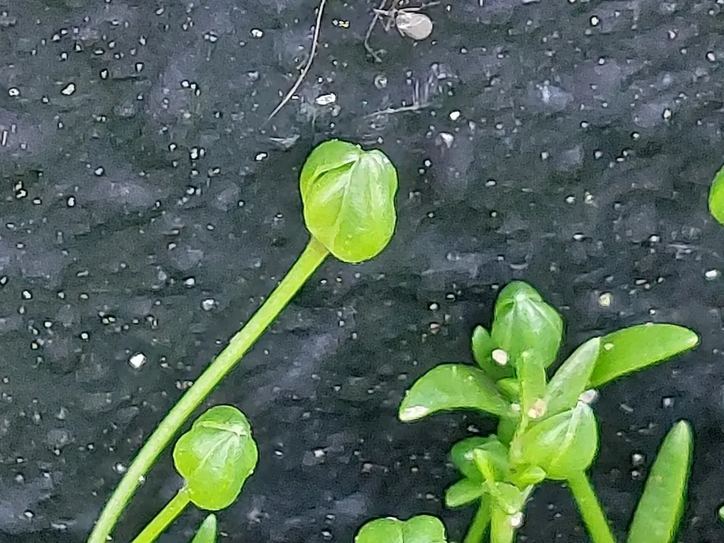 Sea Pearlwort
