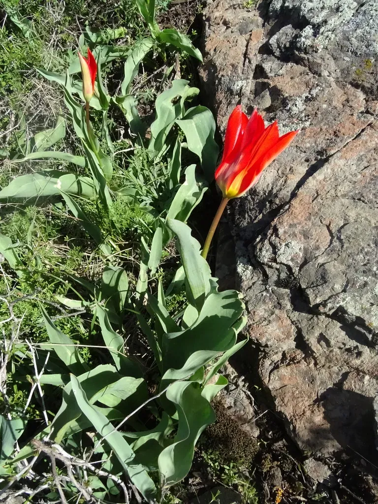 Tulipa Ivasczenkoae