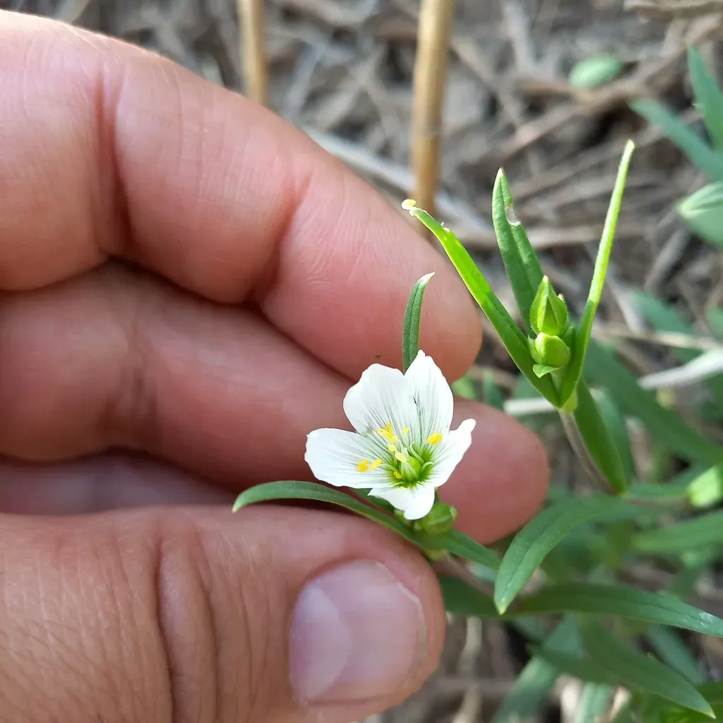 Great Chickweed