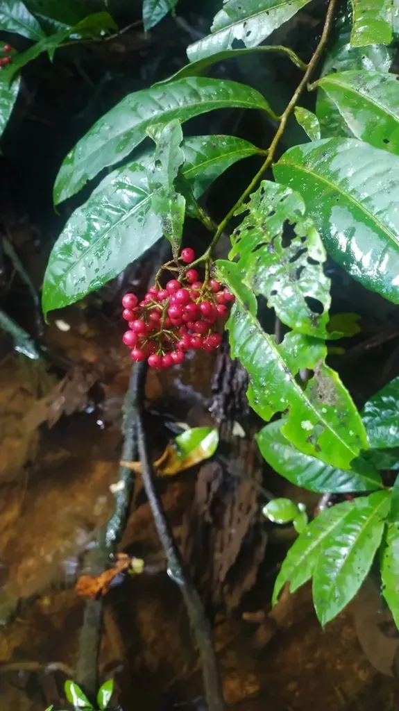 Ardisia Guianensis