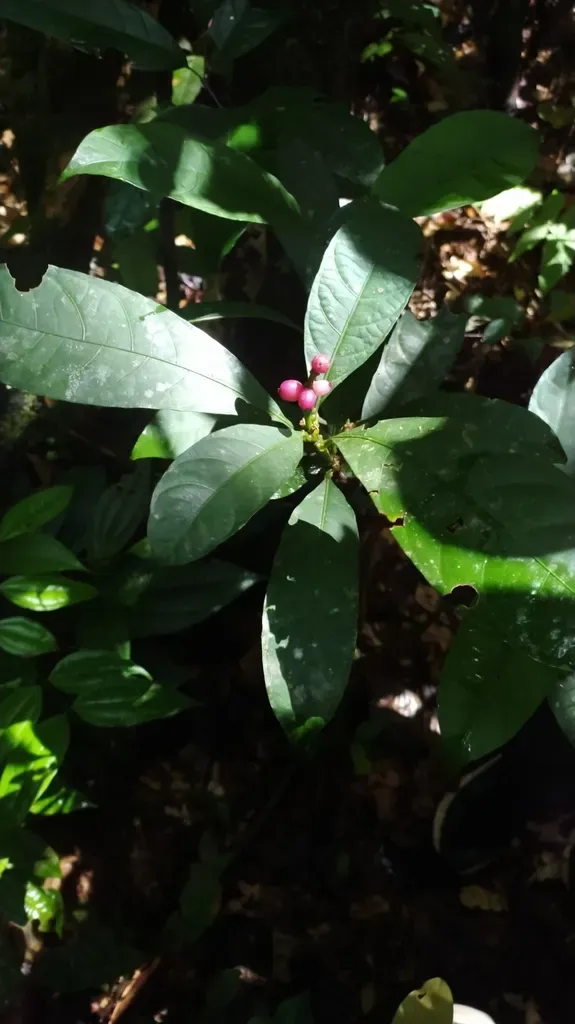 Carapichea Adinantha