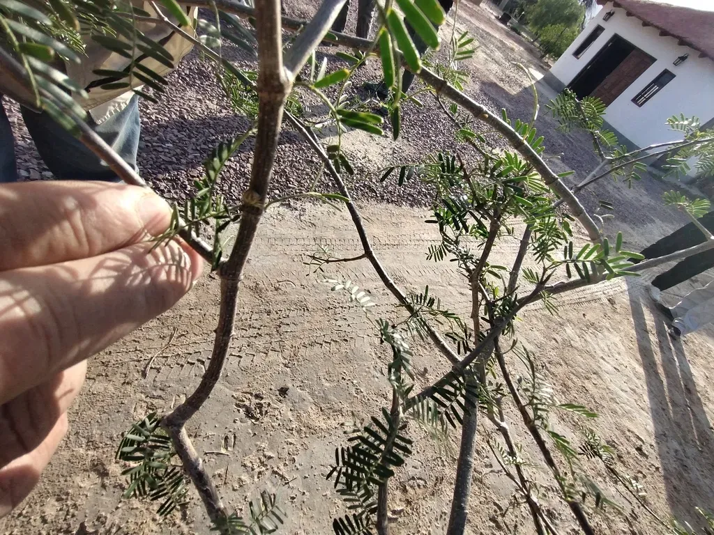 Gonopterodendron Bonariensis