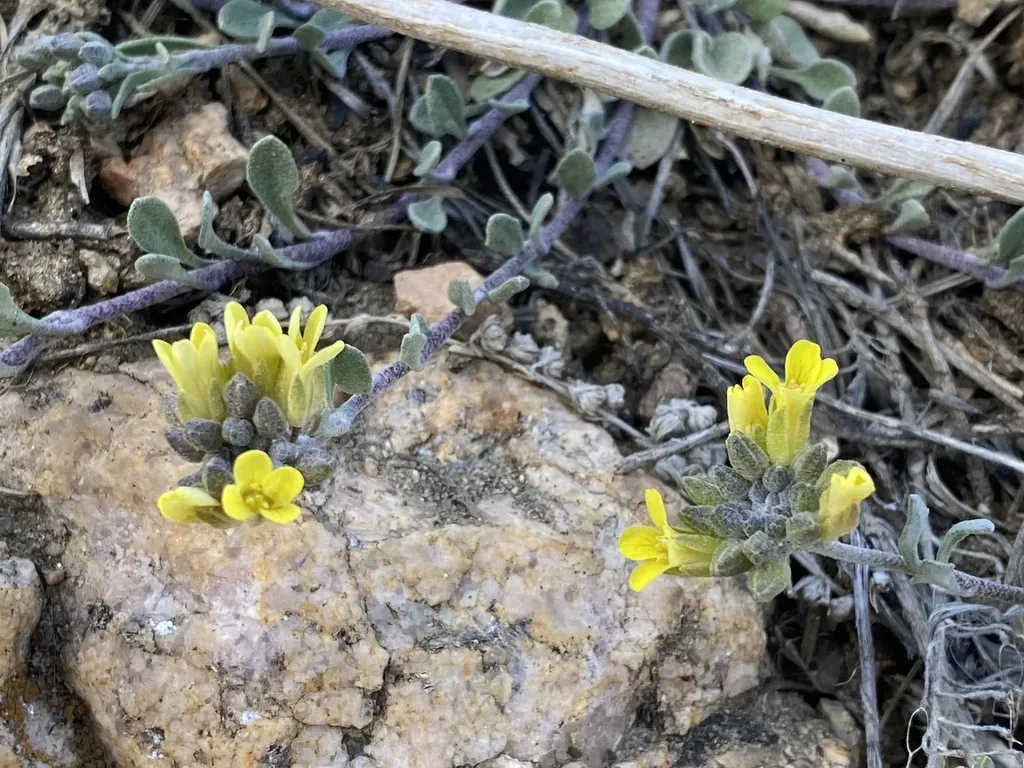 Mountain Bladderpod