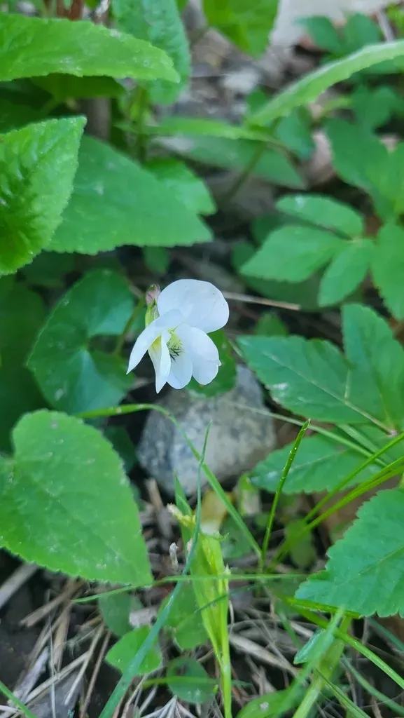 Canadian White Violet