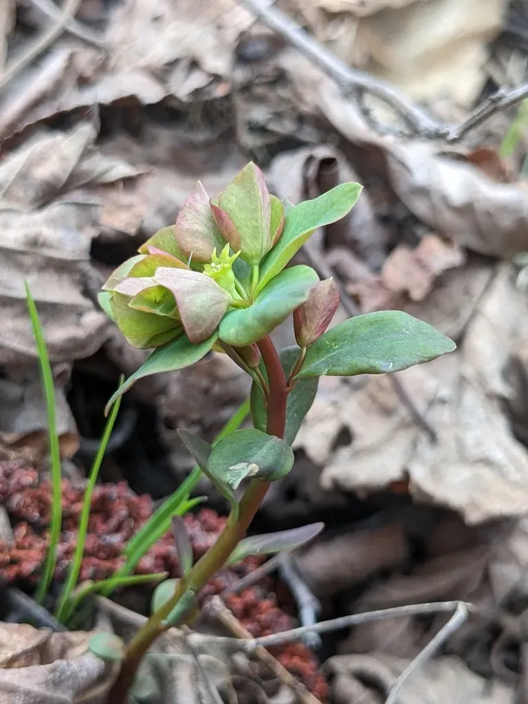 Euphorbia Sieboldiana