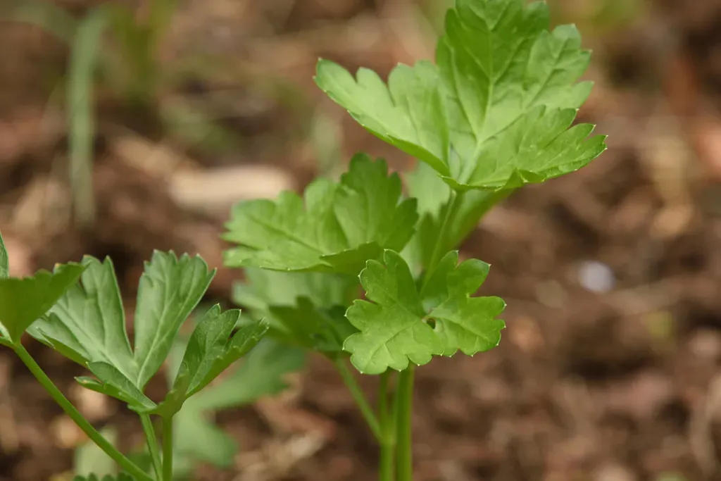 Garden Parsley