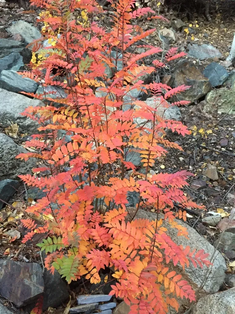 California Mountain Ash
