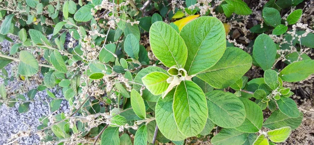 Iresine Orientalis
