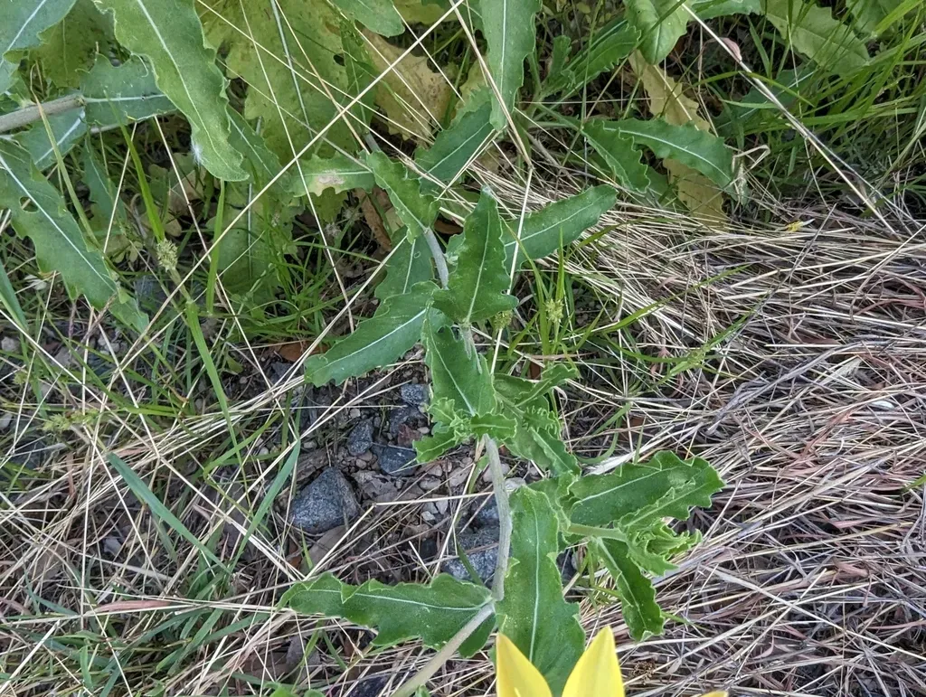 Reverchon's Blazingstar