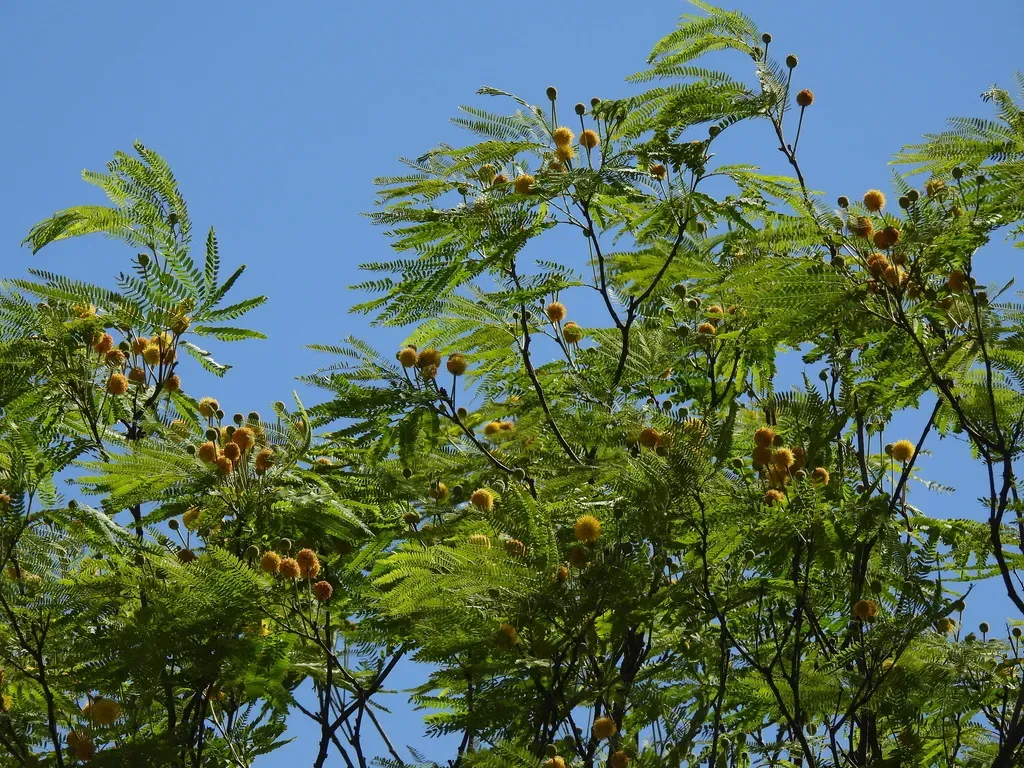 Leucaena Greggii
