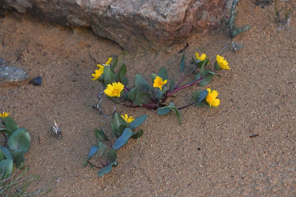 Bolander's Mule's Ears